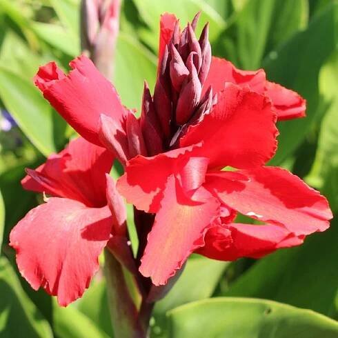 Kana indická – Canna indica – osivo kany