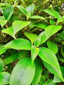 View larger photo: Dense, broad, leaves. From Malabar Botanical Garden, Olavana, Kozhikode, Kerala.