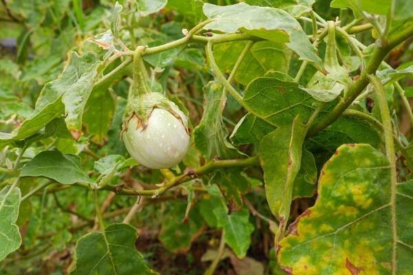 small and round white aubergine