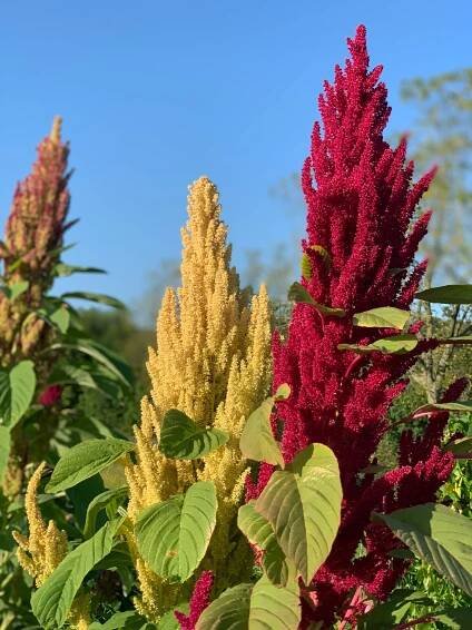 Amaranth