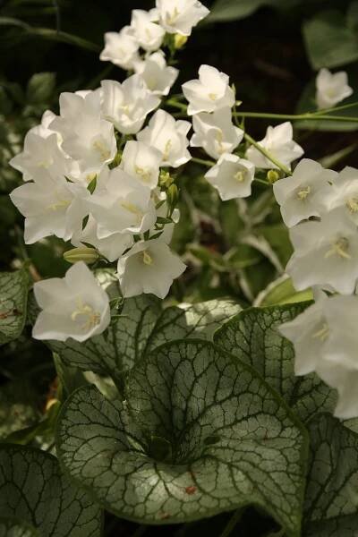 White Bellflowers and Heartleaf Brunneras