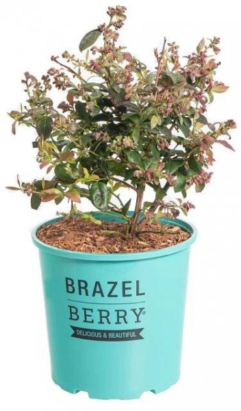 Kanadská borůvka, Vaccinium corymbosum Pink Breeze, skladem