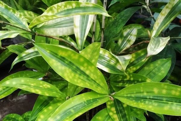 dracena surculosa
