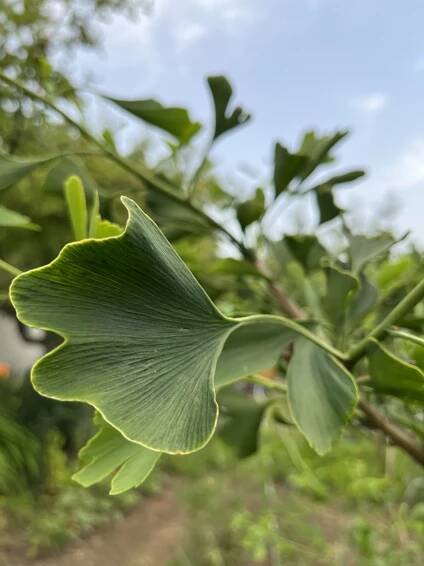 Ginko dvojlaločné - Moje Rastliny