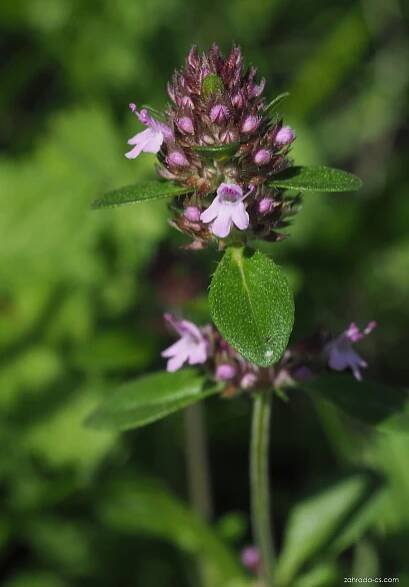 Mateřídouška - Thymus