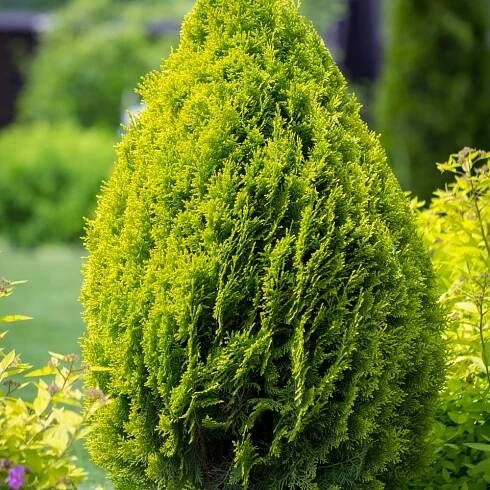 Arborvitae