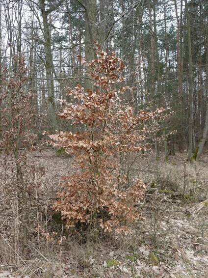 Atlas: fagaceae 1