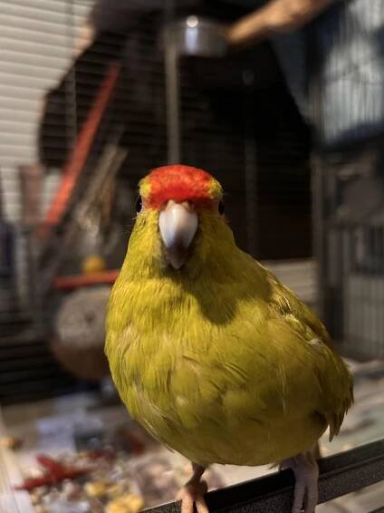 How Long After Mating Does A Kakariki Lay Eggs? Expert Insights 3
