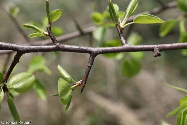 Pyrus pyraster – hrušeň polnička