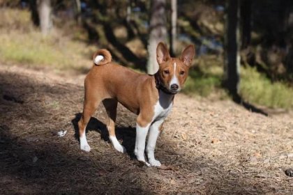 Beagle (63 fotografií): popis plemene a charakter dospělého psa a štěněte. Kolik žít Bigley? Recenze vlastníka