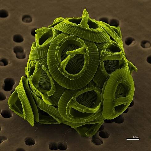 Haptophyta – Wikipedie