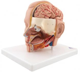 Model hlavy - 6 částí