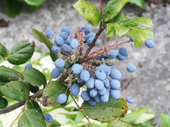 Besonderes Obst – Mahonie