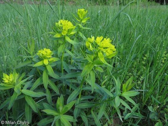 Euphorbia illirica – pryšec kosmatý