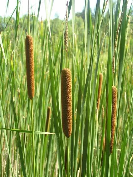 Typha angustifolia2