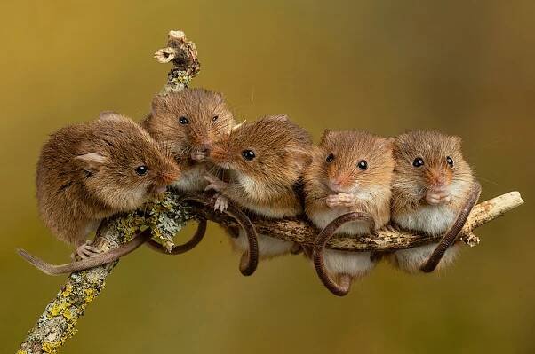 Harvest Mice Photos