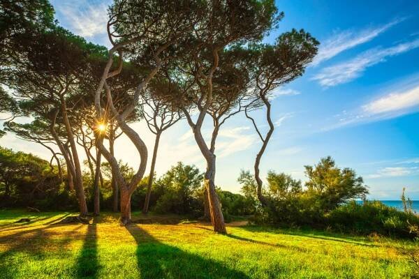 borovice při západu slunce. pláž baratti, piombino, toskánsko, itálie. - piombino - stock snímky, obrázky a fotky