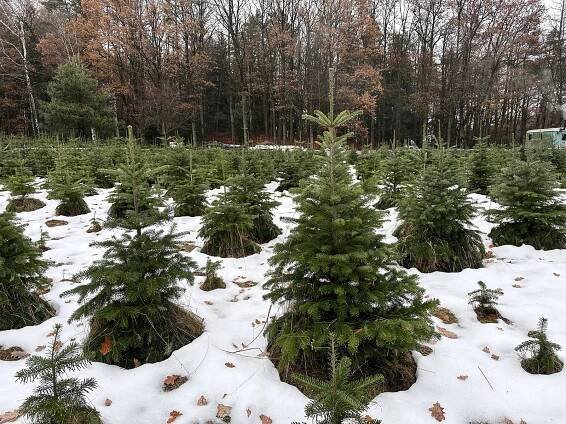 Plantáže čelí velkému náporu zákazníků. Někteří si vybraný stromek i zamykají