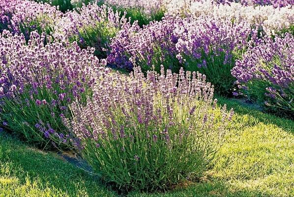 'Munstead' English Lavender