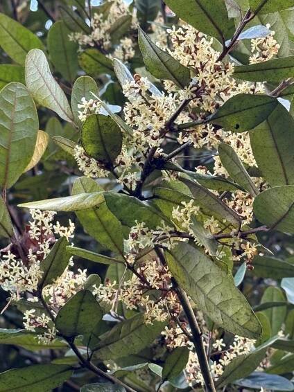 Aextoxicon punctatum