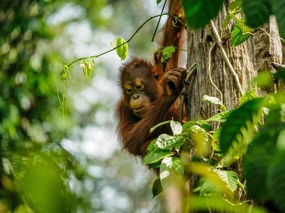 Orangutan in Danum Valley