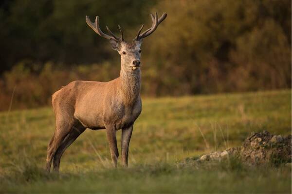 Red deer nature habitat during deer rut european wildlife