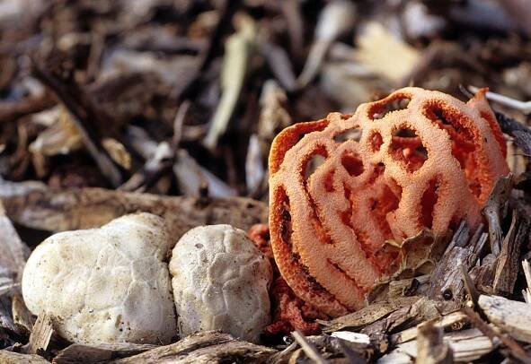 California Fungi: Clathrus ruber