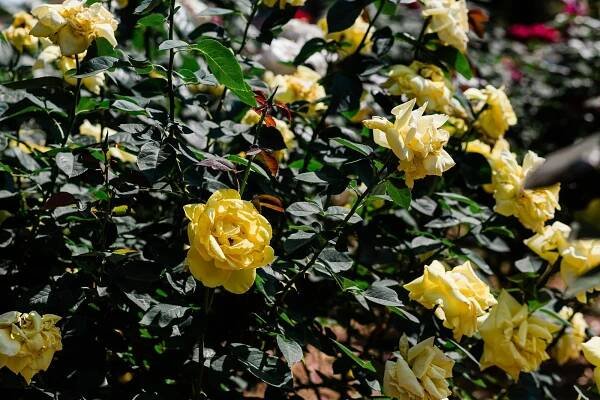 "I Have a Dream" World Peace Rose Garden - King Center