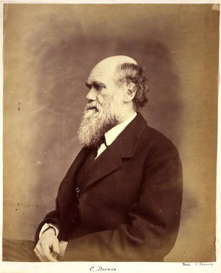 Social Darwinism / 1.0 / encyclopedic - 1914-1918-Online (WW1) Encyclopedia