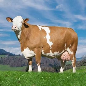 Hnědé krávy - tajemství výkladu snů
