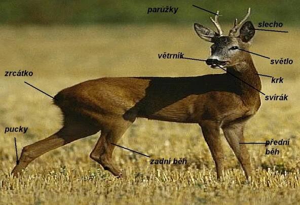 Myslivecká mluva :: Myslivecký spolek České Meziříčí