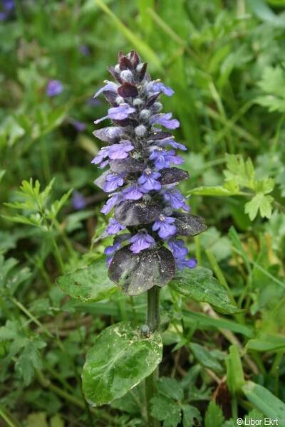 Ajuga reptans | Květena Šumavy