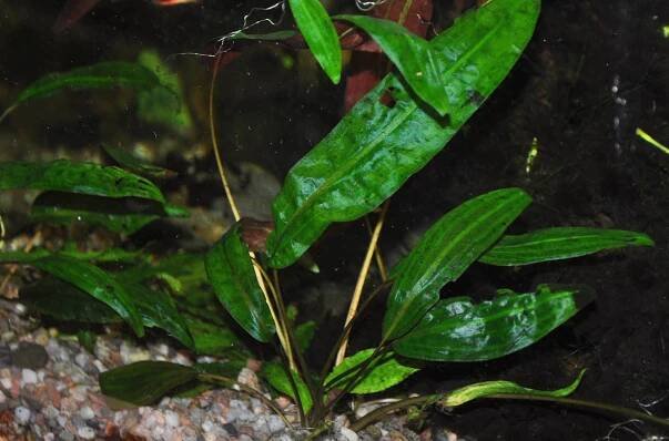Cryptocoryne affinis - kryptokoryna červená