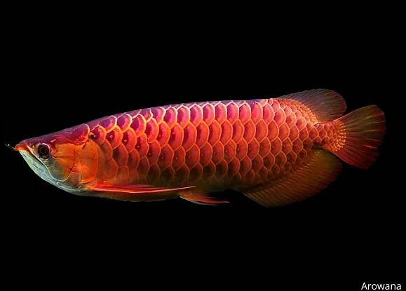 Arowana a její příběh