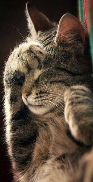 a cat is sleeping on the arm of a chair