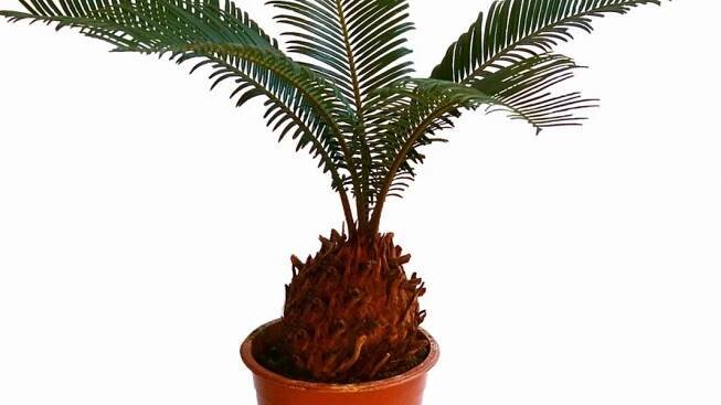 Sago Palm Bonsai – Caring For Bonsai Sago Palms