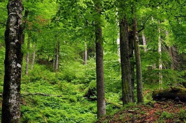 Press B2B Austria: Přírodní dědictví Buchenwald