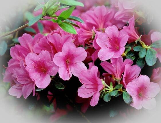 Azalea japonica 'Conny'