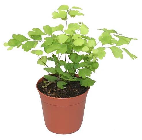 Pixie Plants | Central Florida Ferns