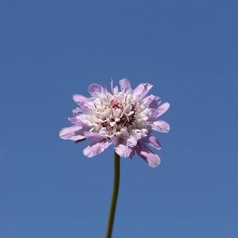 Základová fotografie na téma barevný, botanický, canon, detail, detailní pohled, flóra, fotografie přírody, harmonie, hlavy