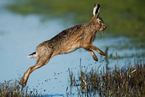 “To ride as a hare”, local sayings from around the world