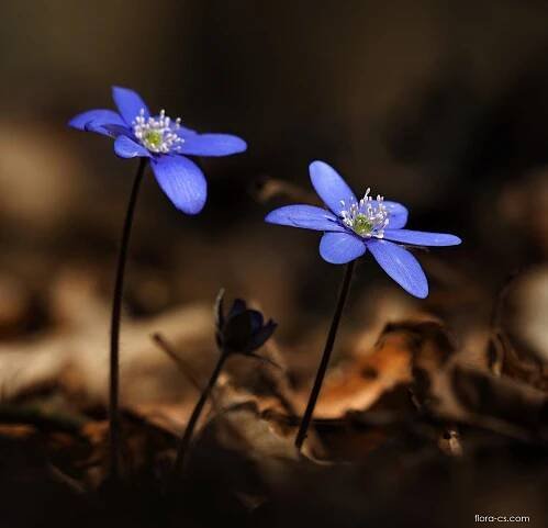 Atlas - fotogalerie: hepatica; květy, květenství 1
