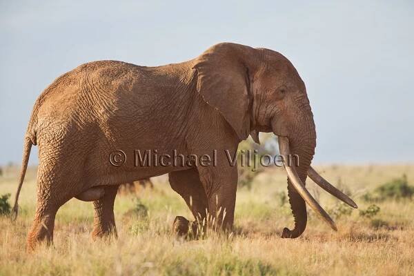 Elephant Photography