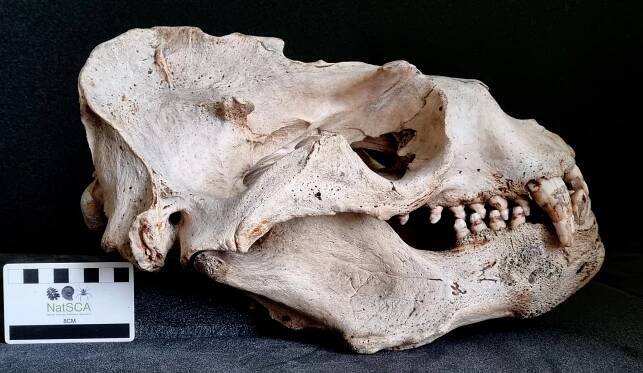 Natural history | Zygoma