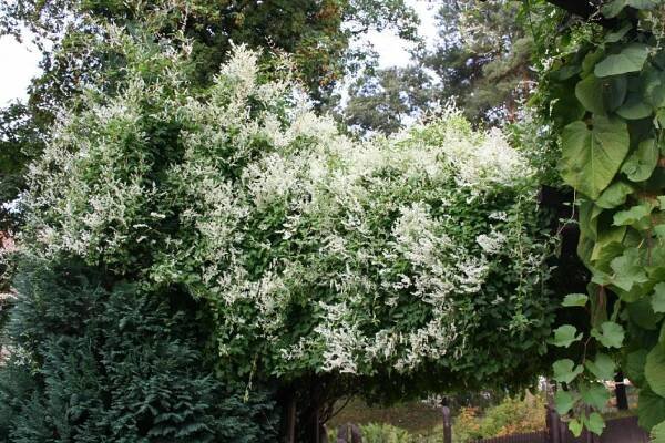 Botanická zahrada - Fallopia aubertii - opletka čínská