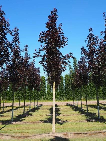 Nursery: Purchase standard trees