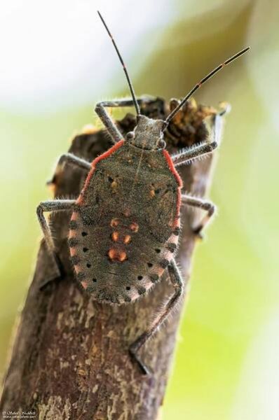Macro Photography 4 – Soheil Shahbazi Photography