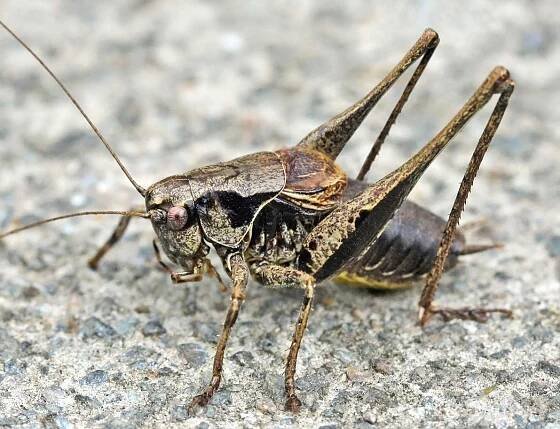Pholidoptera griseoaptera