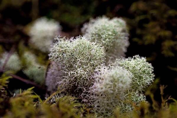 Photos Lichens, Mosses and Ferns | Reforestation.me