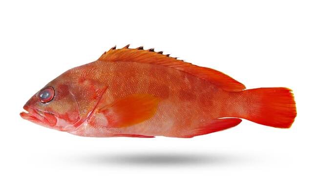 Money Fish